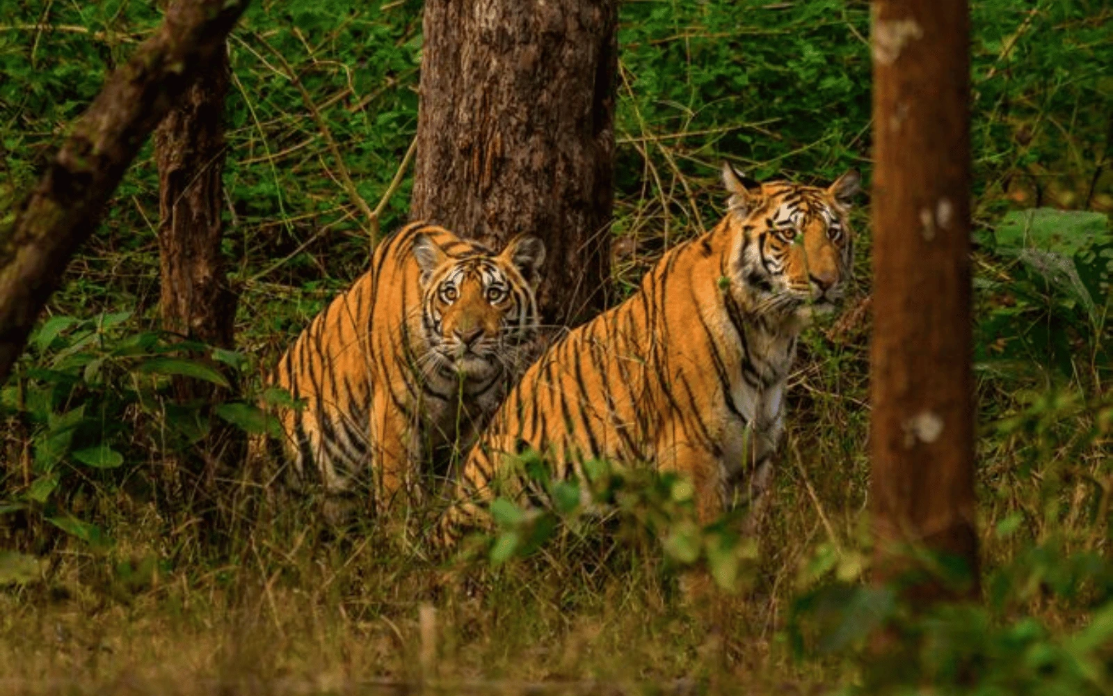 Srisailam Jungle Safari